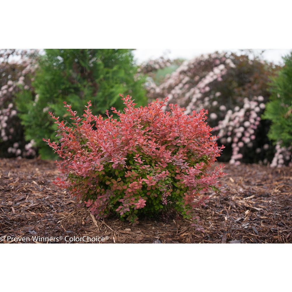 Proven Winners 3 Gal. Sunjoy Cinnamon Barberry (Berberis) Live Shrub
