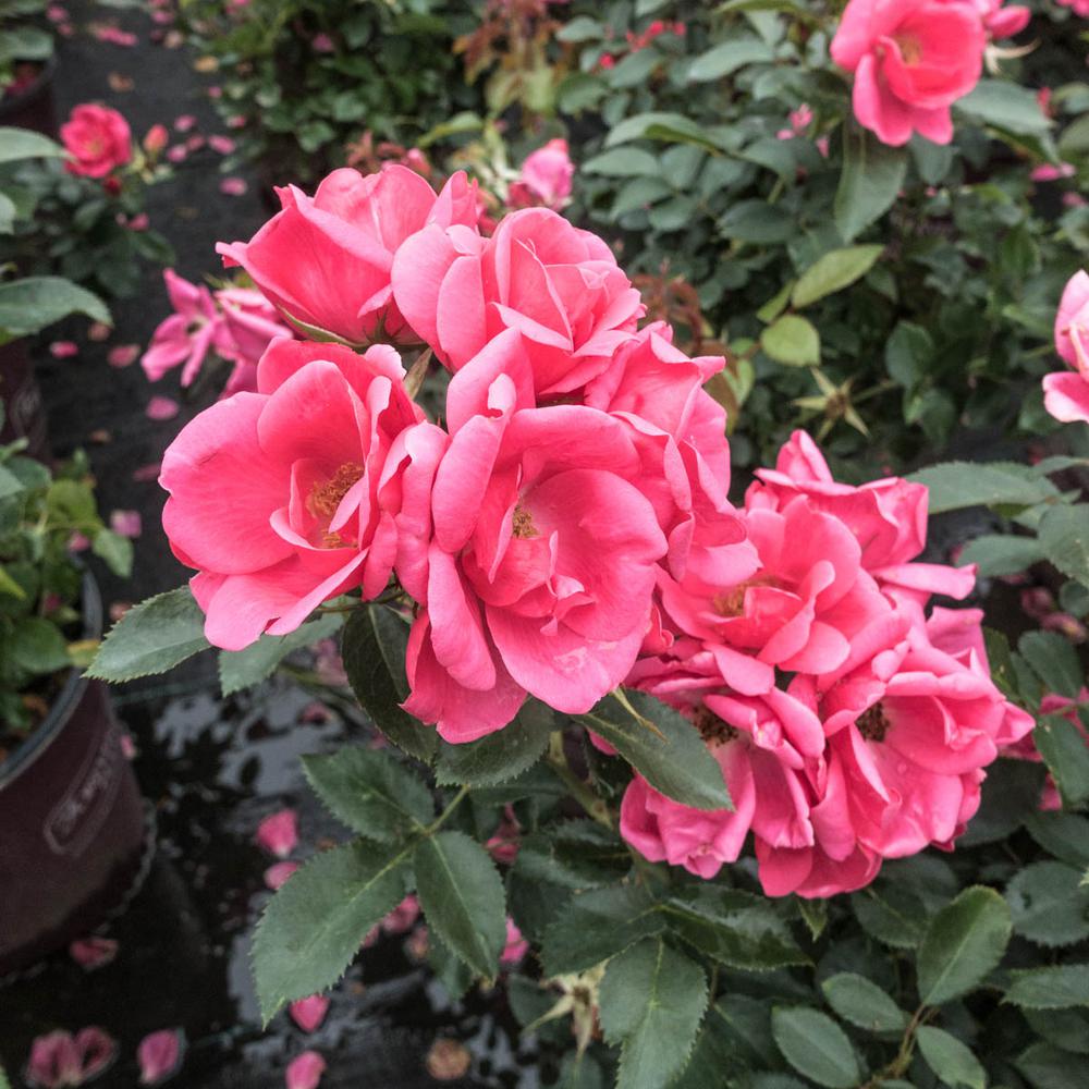 Spring Hill Nurseries 1 Gal Flamingo Kolorscape Rose Rosa Live Spring Hill Nurseries 1 Gal Flamingo Kolorscape Rose Rosa Live Deciduous Plant