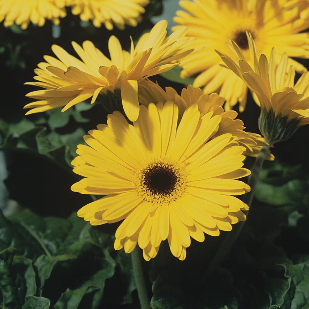 10 in. Yellow Transvaal Daisy Plant-3959 - The Home Depot