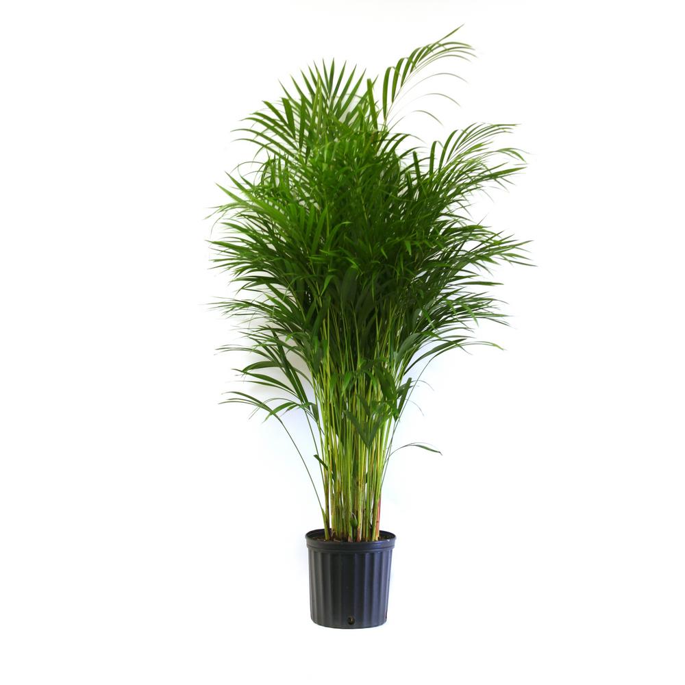 Delray Plants 91/4 in. Areca Palm in Pot10ARECA The Home Depot