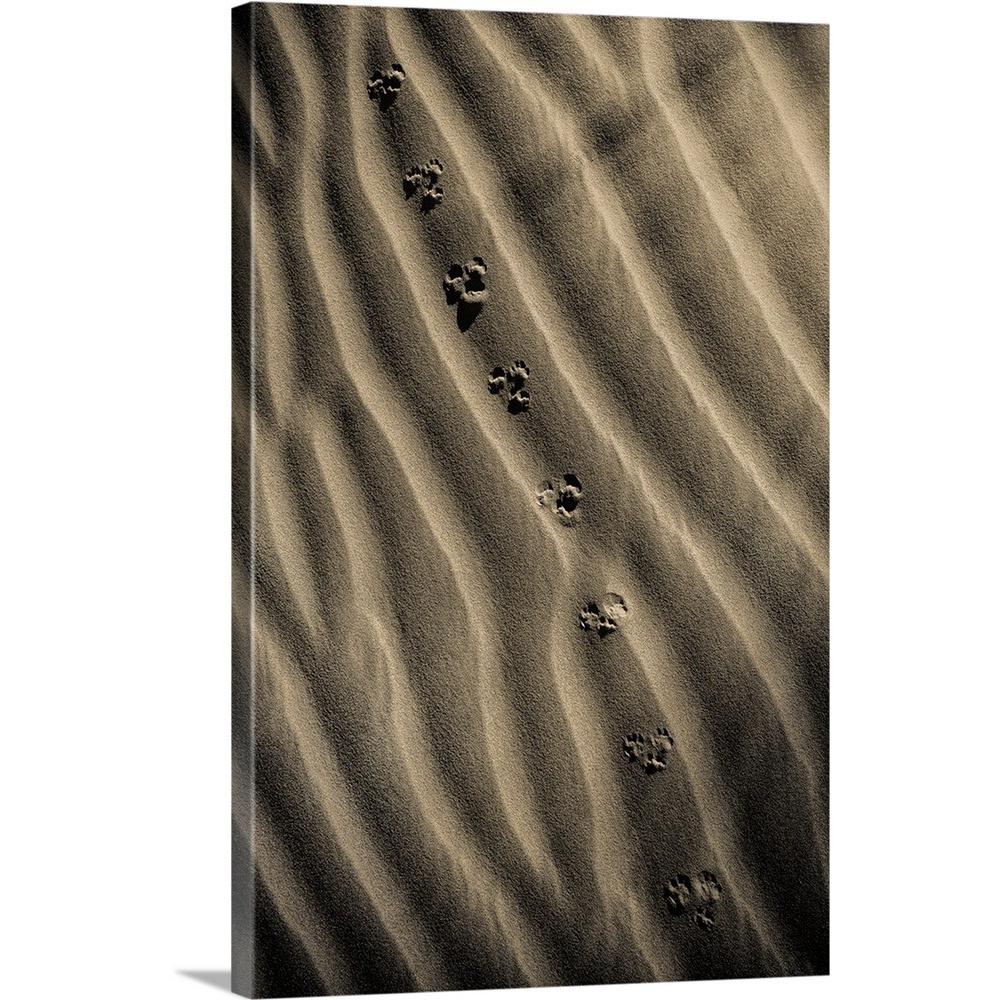 Animal Footprints In The Sand Dunes Valley National Par By Scott Stulberg Canvas Wall Art