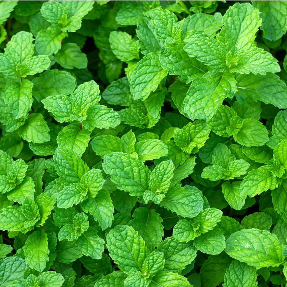 Pure Beauty Farms 1.5 Qt. Herb Plant Yerba Buena Mint in 6