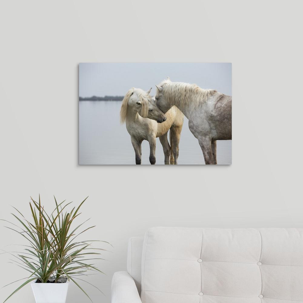 Greatbigcanvas The White Horses Of The Camargue In The Water In