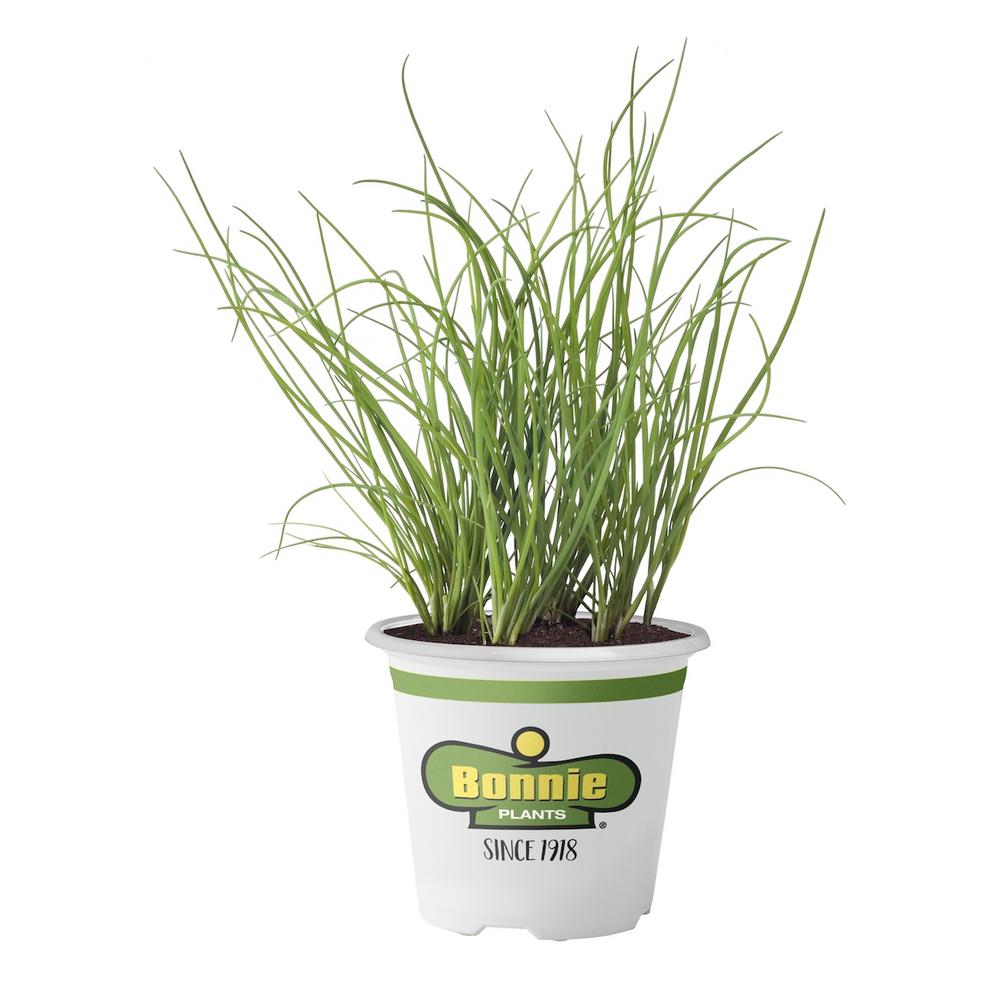 Bonnie Plants 4.5 in. Onion Chives5030 The Home Depot