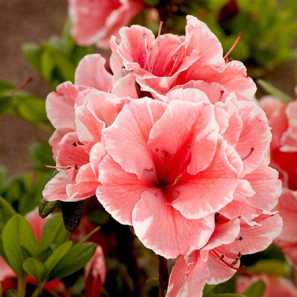 How to care for azalea at home How to care for azalea at home