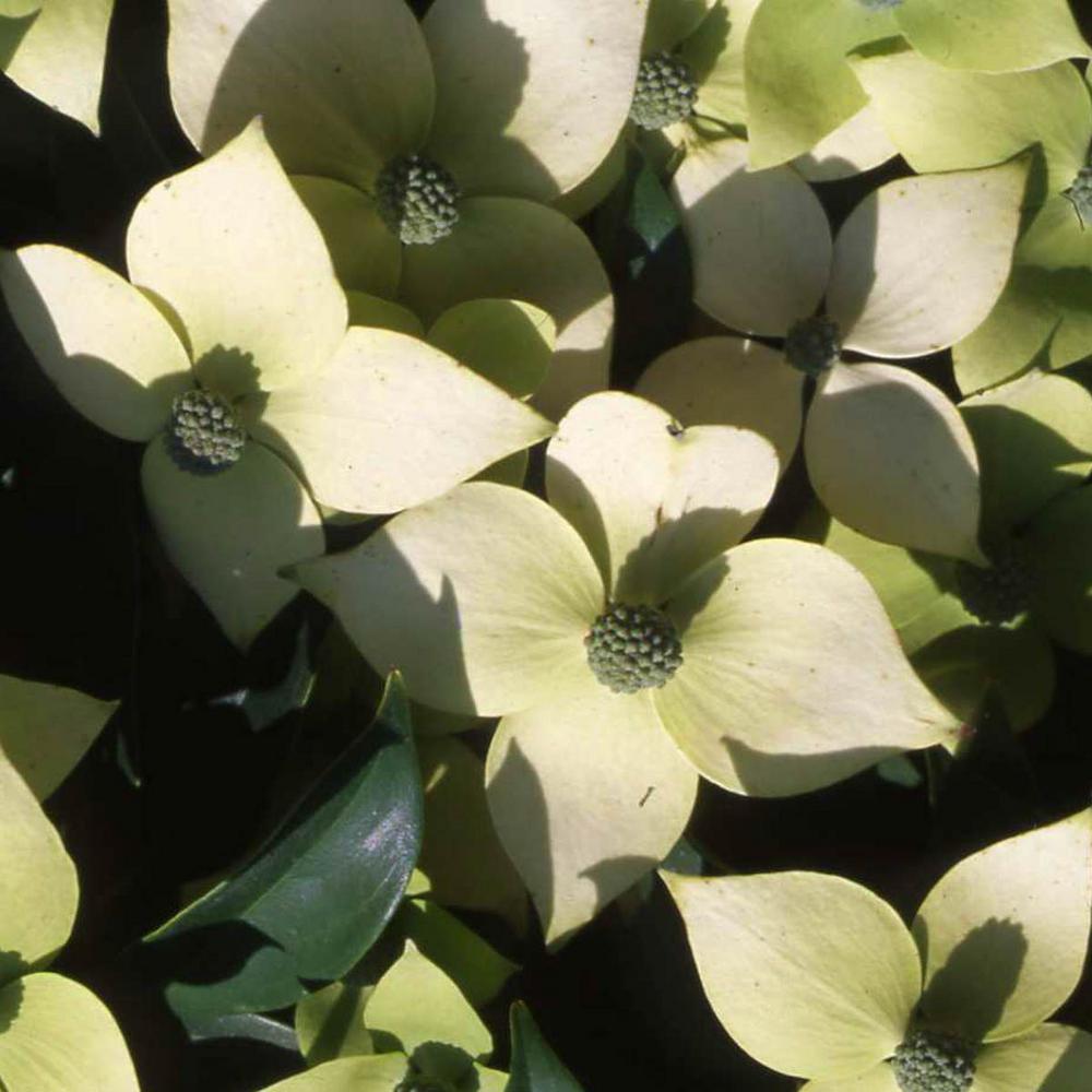 Window Blinds Home Depot >> Spring Hill Nurseries 2.50 Qt. Pot Empress of China Dogwood (Cornus), Live Potted Ornamental ... Window Blinds Home Depot >> Spring Hill Nurseries 2.50 Qt. Pot Empress of China Dogwood (Cornus), Live Potted Ornamental ...