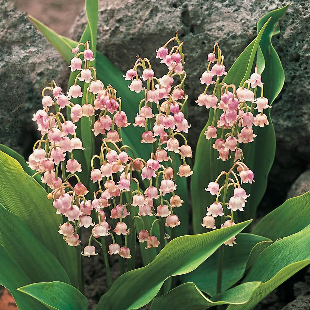 Spring Hill Nurseries Pink Lily of the Valley (Convallaris ...