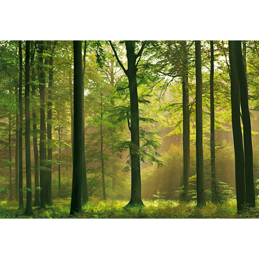 Ideal Decor 100 in. x 144 in. Autumn Forest Wall Mural-DM216 - The Home