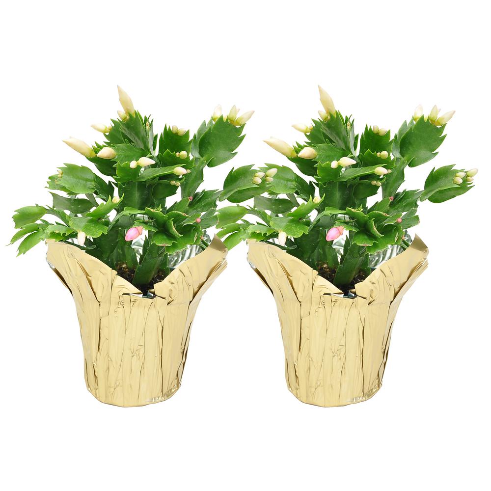 Christmas Cactus Christmas Plants Indoor Christmas Decorations The Home Depot