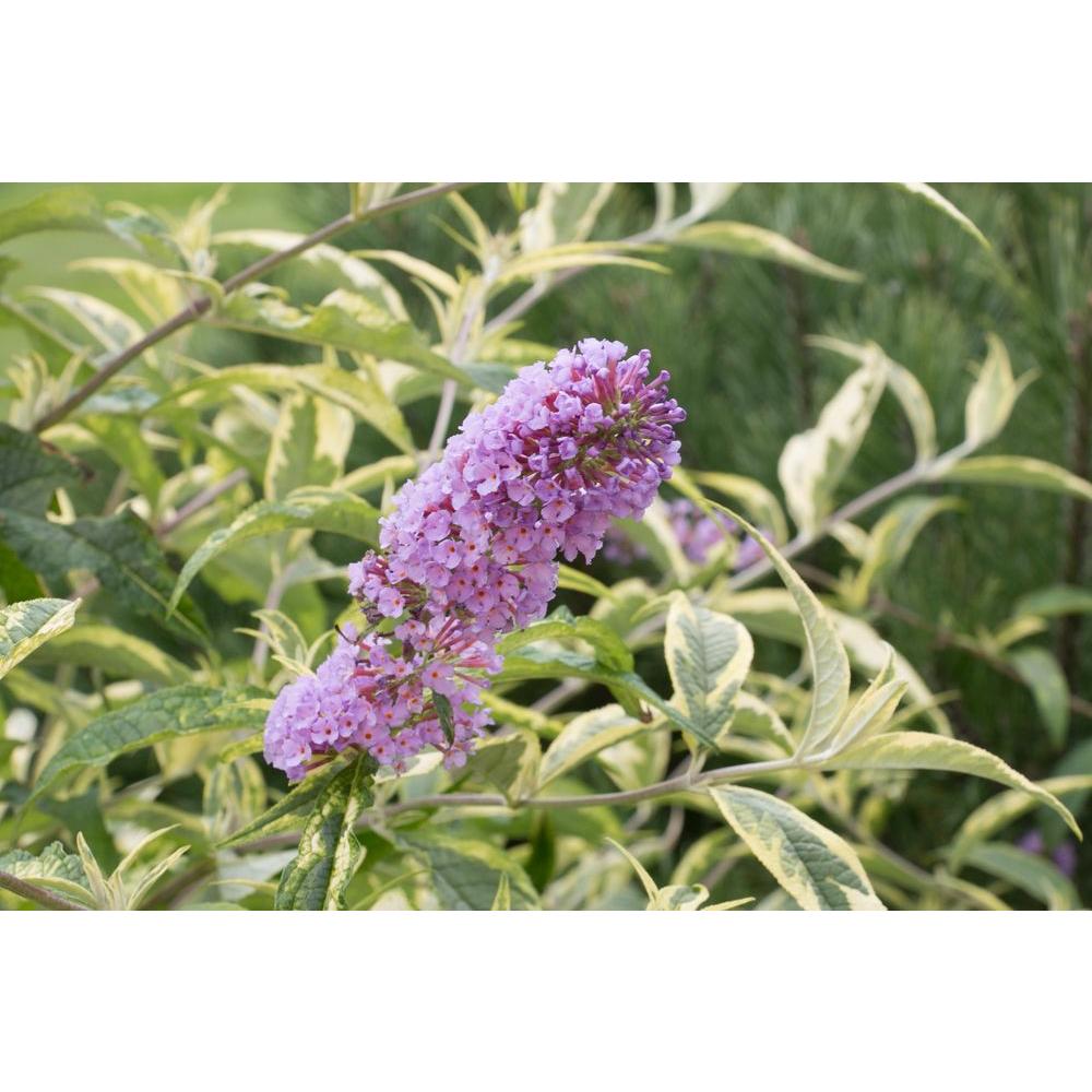 Proven Winners Summer Skies Butterfly Bush (Buddleia) Live Shrub, Light Purple Flowers, 3 Gal