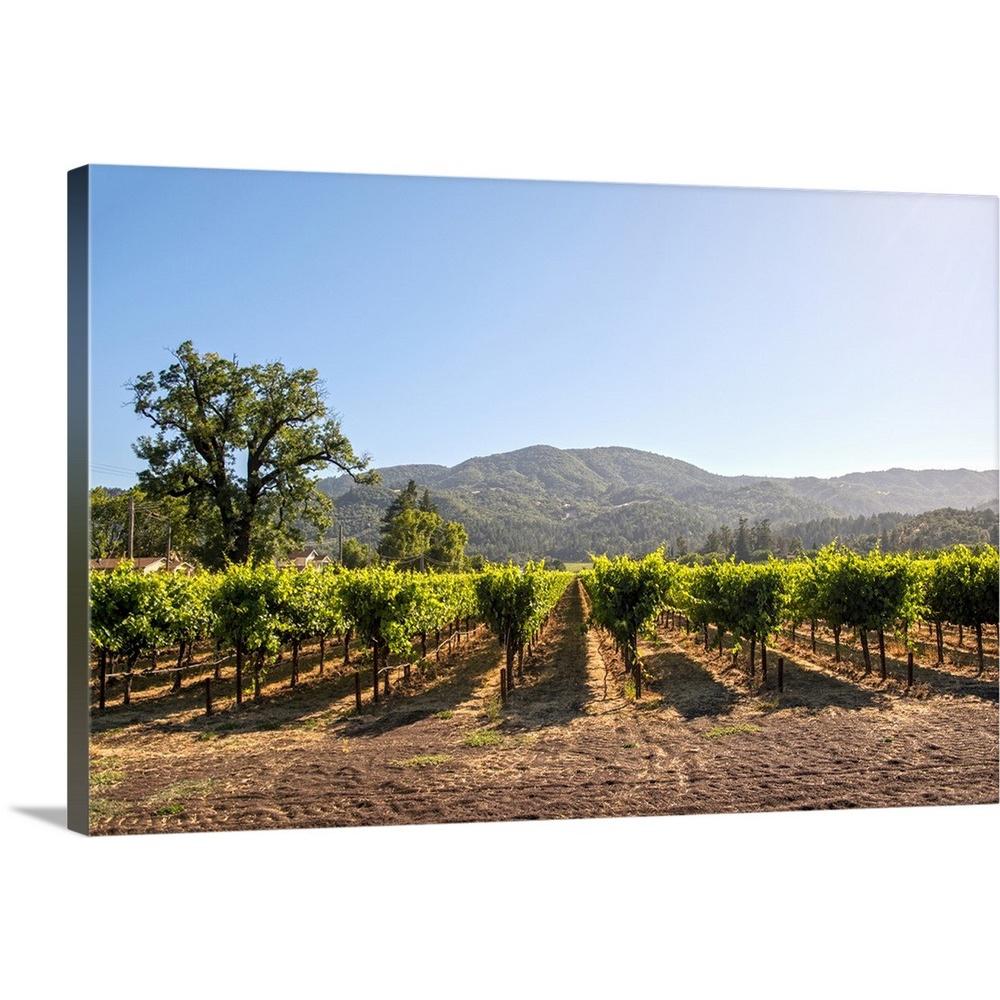 GreatBigCanvas "Vineyard, Napa Valley, CA" by Circle Capture Canvas