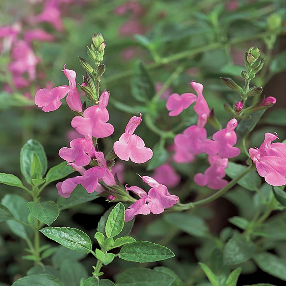 Unbranded 1.5 Gal. #2 Pink Sage Plant-4835 - The Home Depot