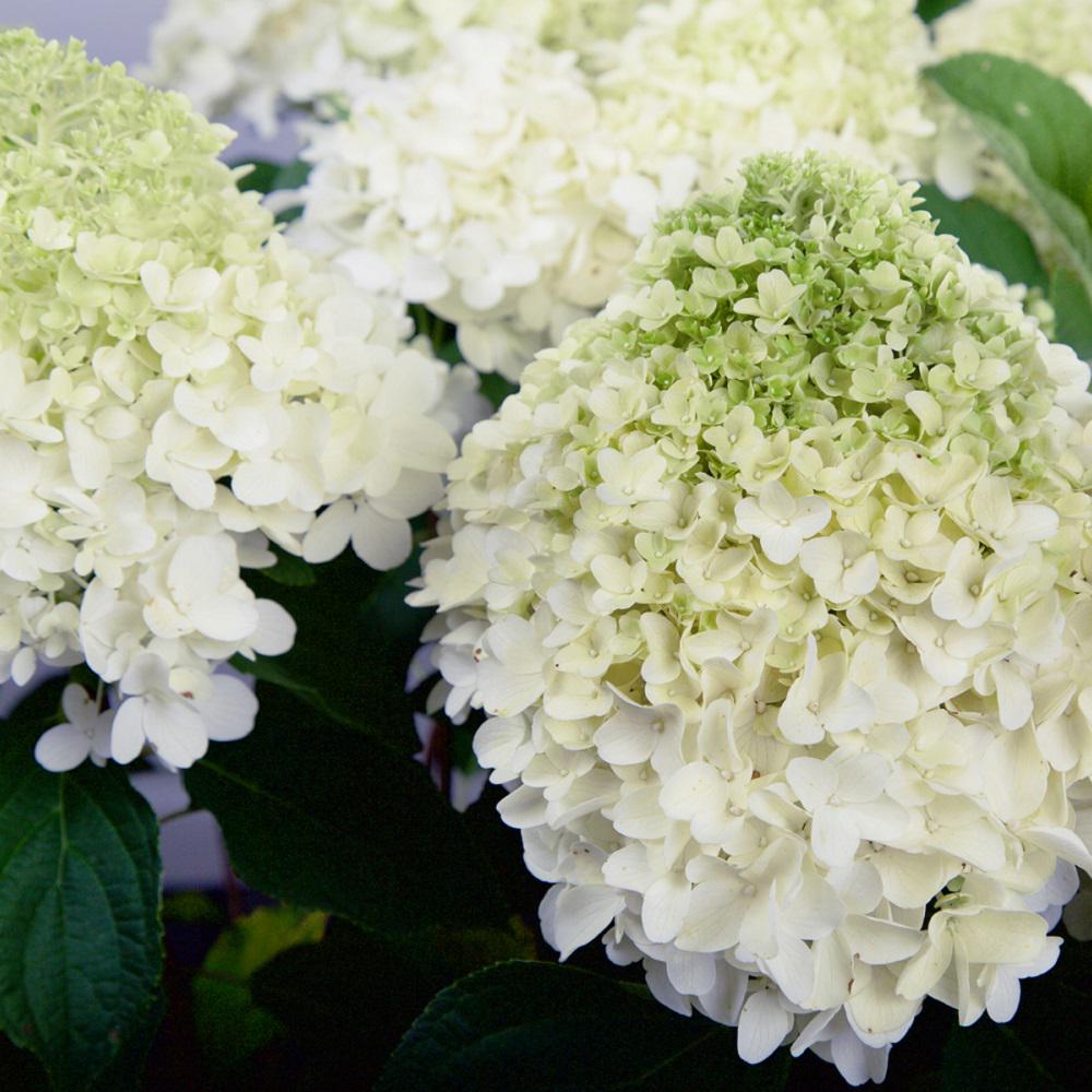 List 92+ Pictures white wedding hydrangea shrub with white conical blooms Superb