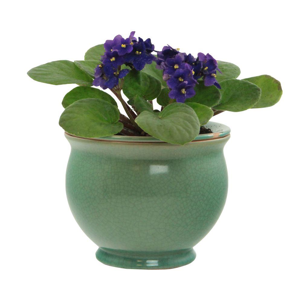 Central Garden and Pet 7.25 in. Jade Ceramic Crackle Self Watering