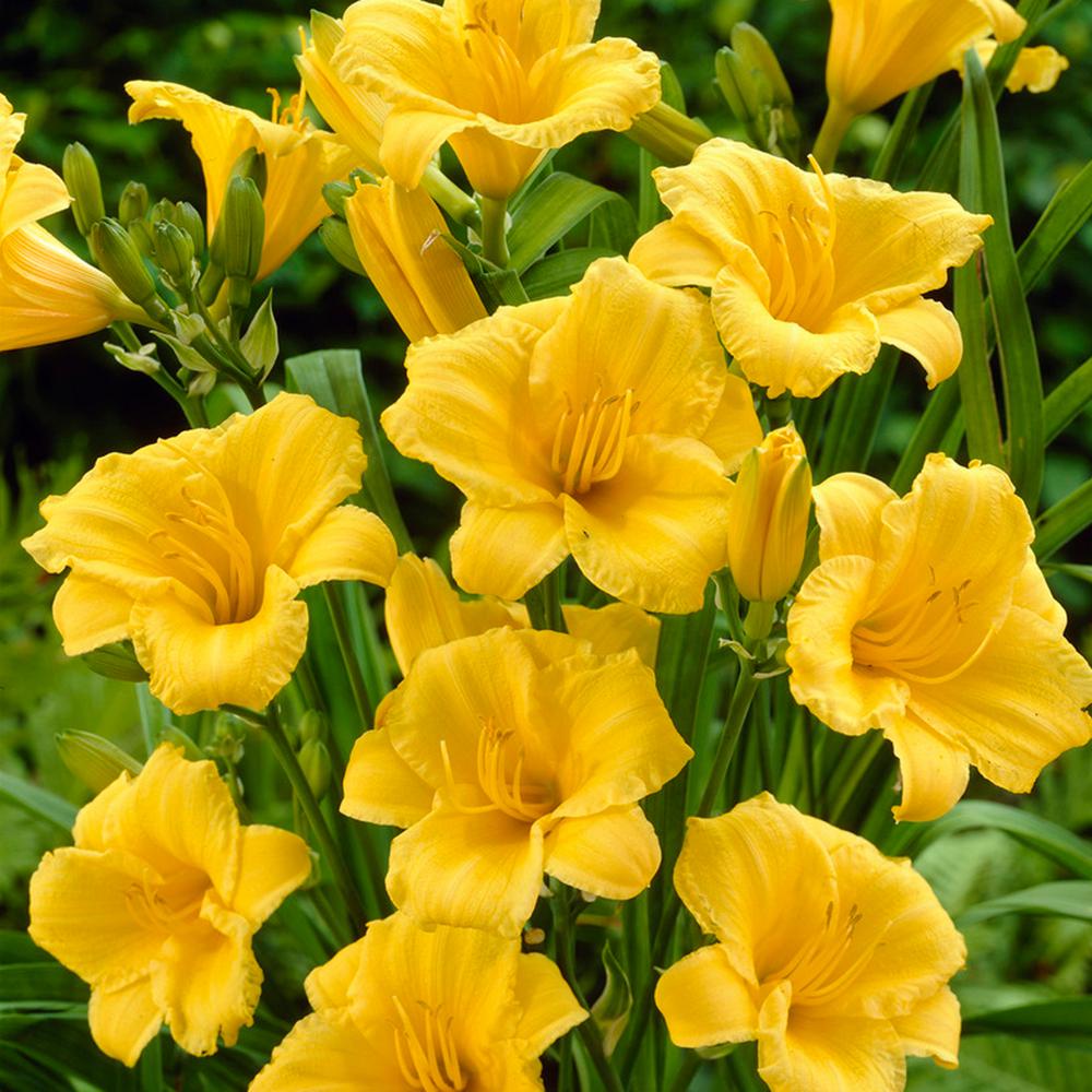 VAN ZYVERDEN Yellow Daylily ReBlooming Stella de'Oro Roots (5Pack