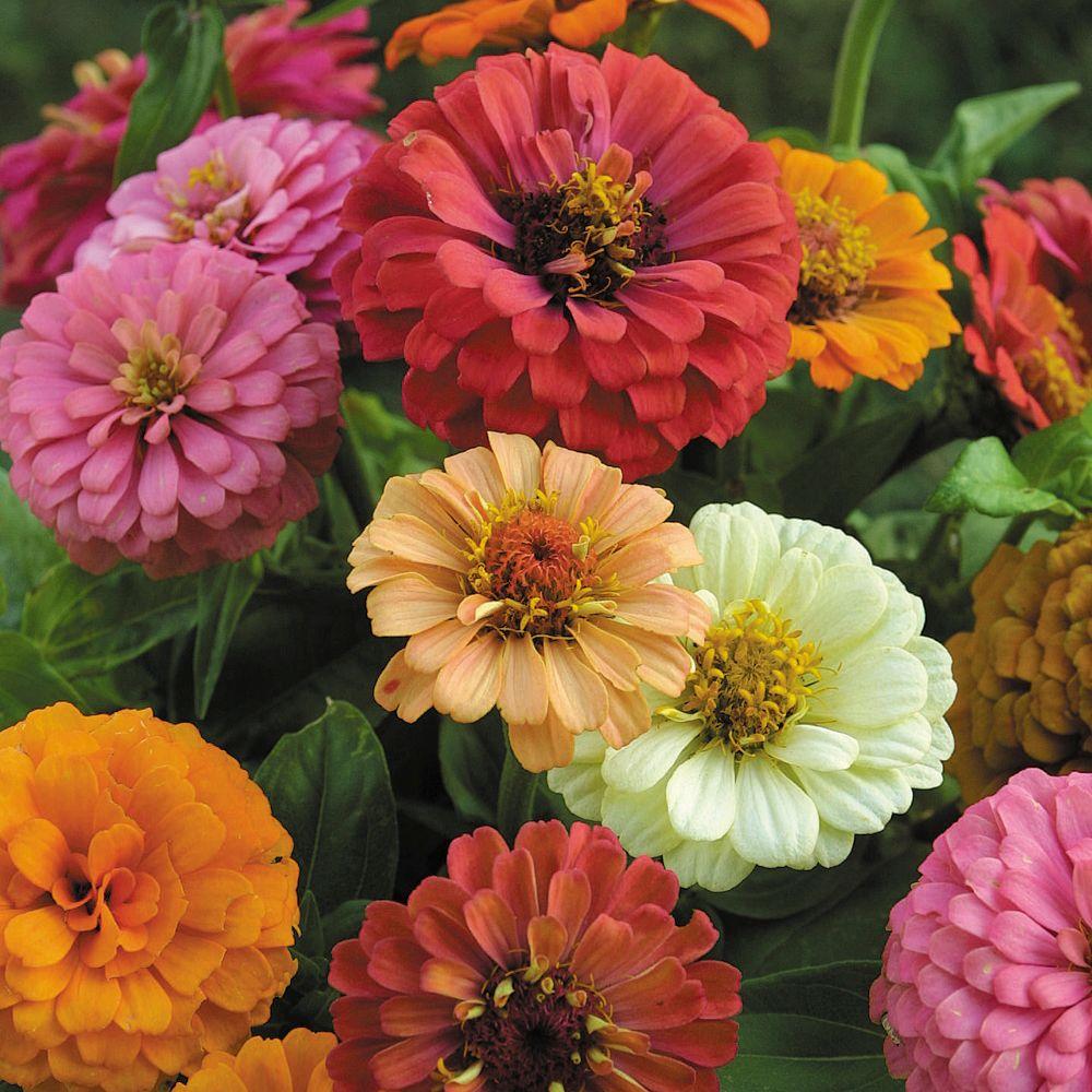 Organic Cut And Come Again Zinnia Seeds 04497 The Home Depot Organic Cut And Come Again Zinnia Seeds