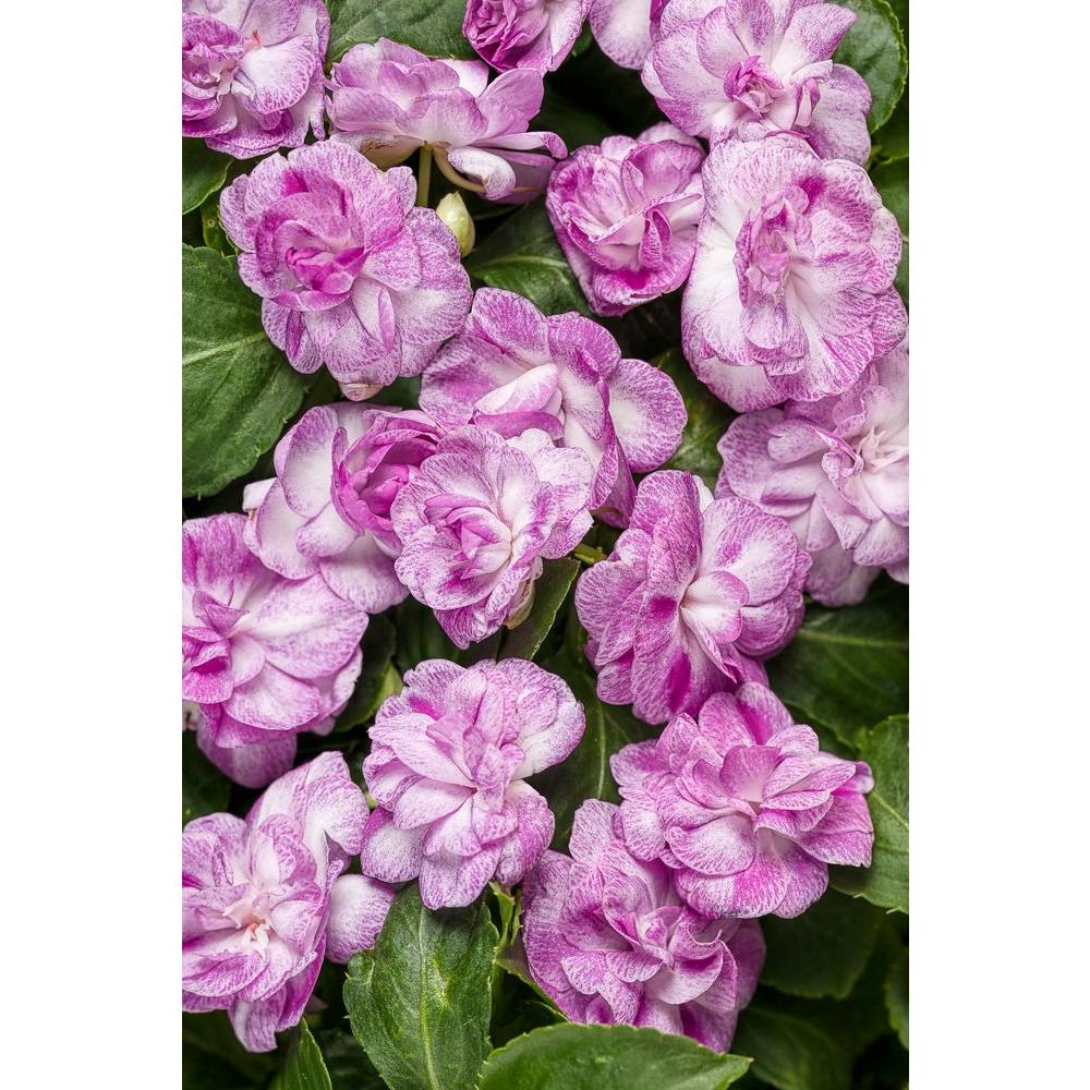 Proven Winners Rockapulco Wisteria (Double Impatiens) Live ...