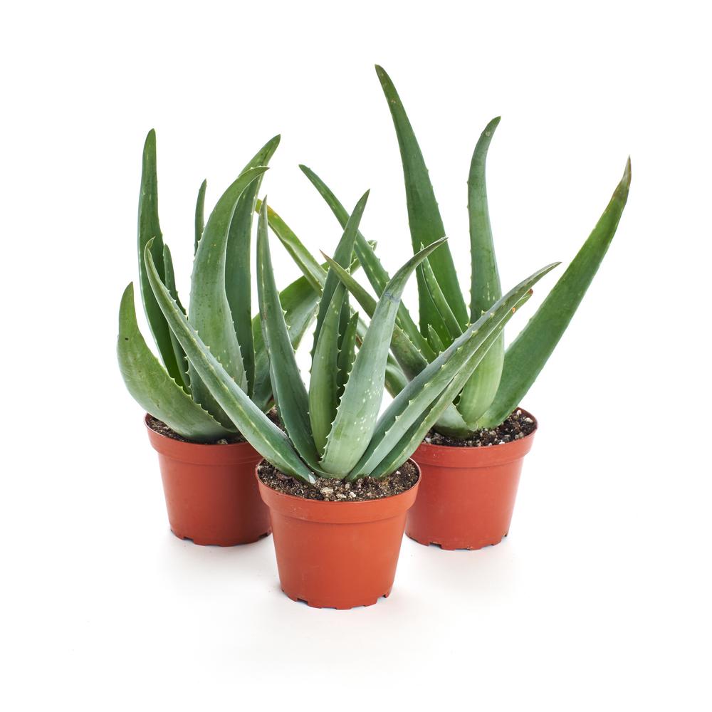 Home Botanicals Aloe Vera Plant 3 Pack 3 Aloe 4in The Home Depot