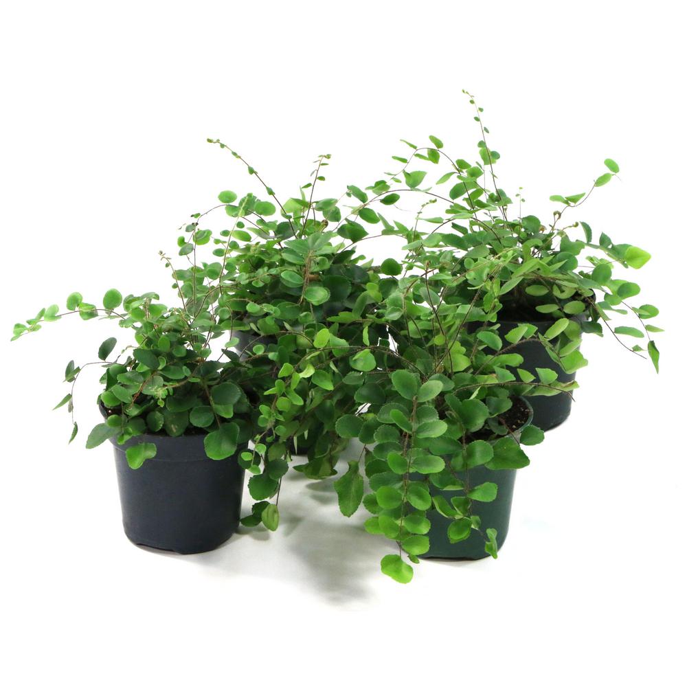 4 in. Button Fern Polystichum Plant in Grower Pot (4 Piece)