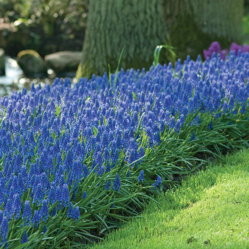 Longfield Gardens Muscari Armeniacum Bulbs (250Pack)12000041 The