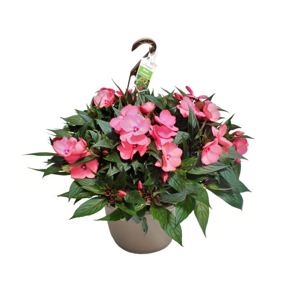 SunPatiens 2 Gal. Sunpatien Impatien Plant Pink Flowers in 12 In ...