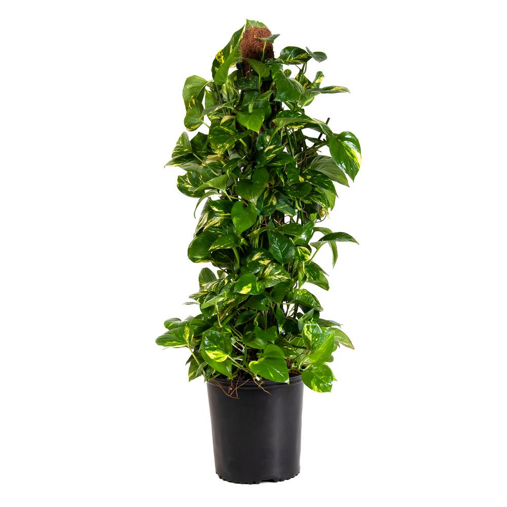 Pothos plant pot information