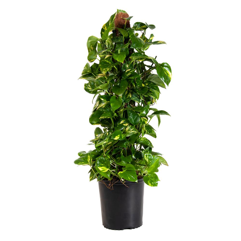 House Plants Indoor The Home Depot Golden Pothos Totem Plant