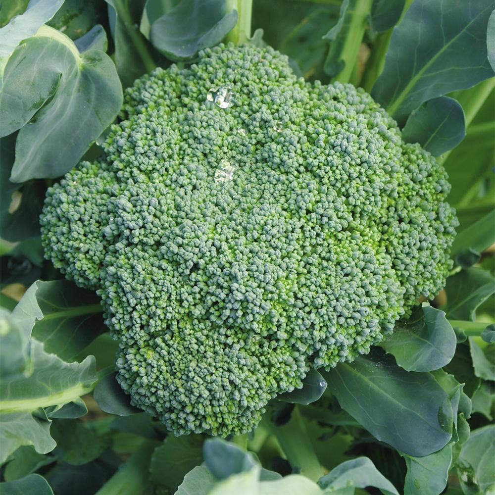 Seeds Of Change Early Green Broccoli Seed Seeds Of Change Early Green Broccoli Seed