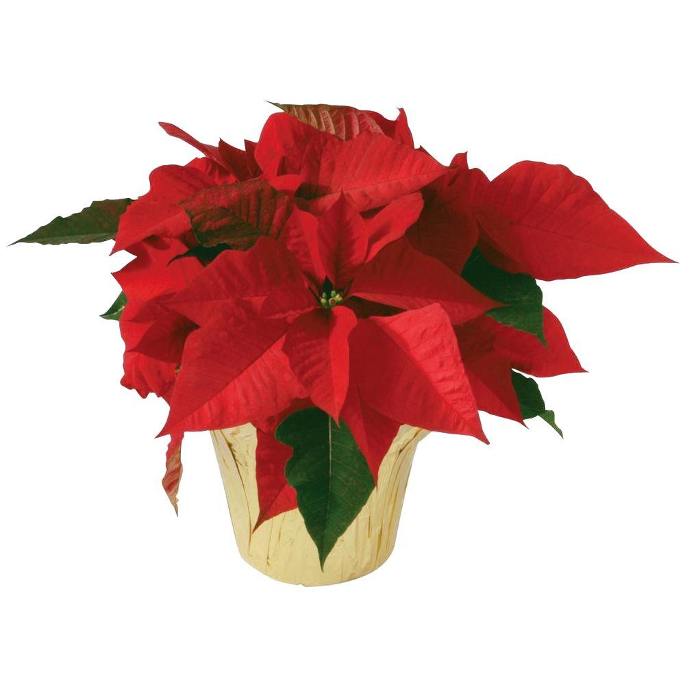 6.5 In. Live Poinsettia (In-Store Only)-6INP2013_UMB - The Home Depot