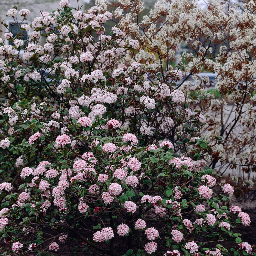 Spring Hill Nurseries 4 in. Pot Korean Spice Fragarent Viburnum Live