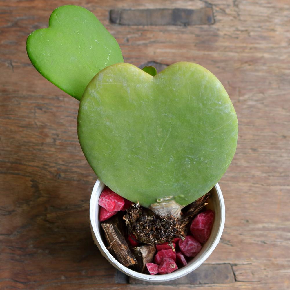 National Plant Network 6 cm Heart Plant Hoya Plant in