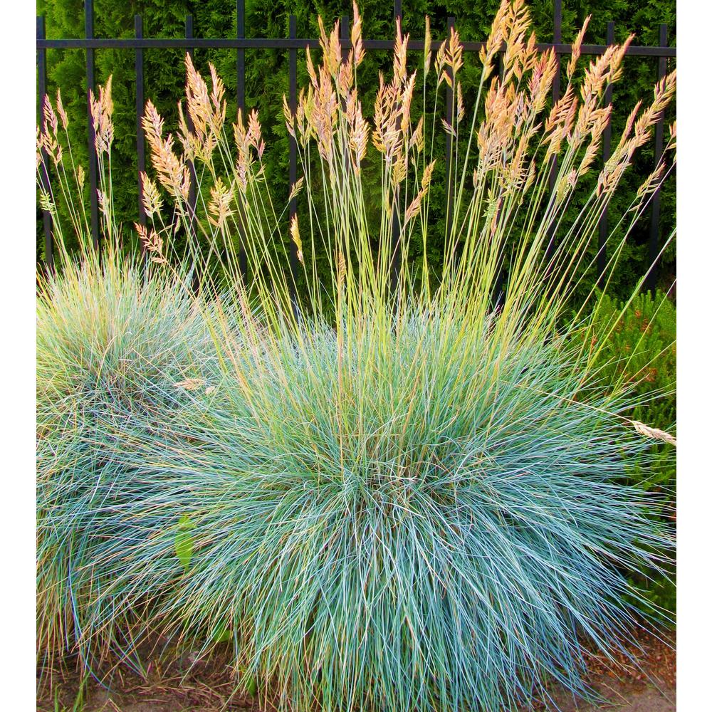 Fescue Ornamental Grasses Plants Garden Flowers The Home Depot