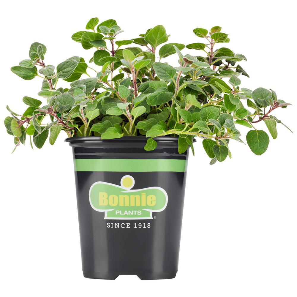 UPC 715339012289 product image for Bonnie Plants 19.3 oz. Greek Oregano Plant | upcitemdb.com