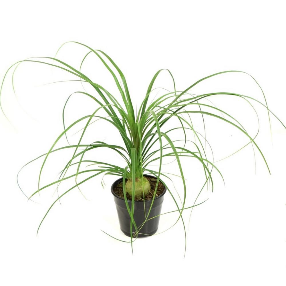 Cottage Farms Direct 5 5 In Cottage Hill Ponytail Palm Plant In