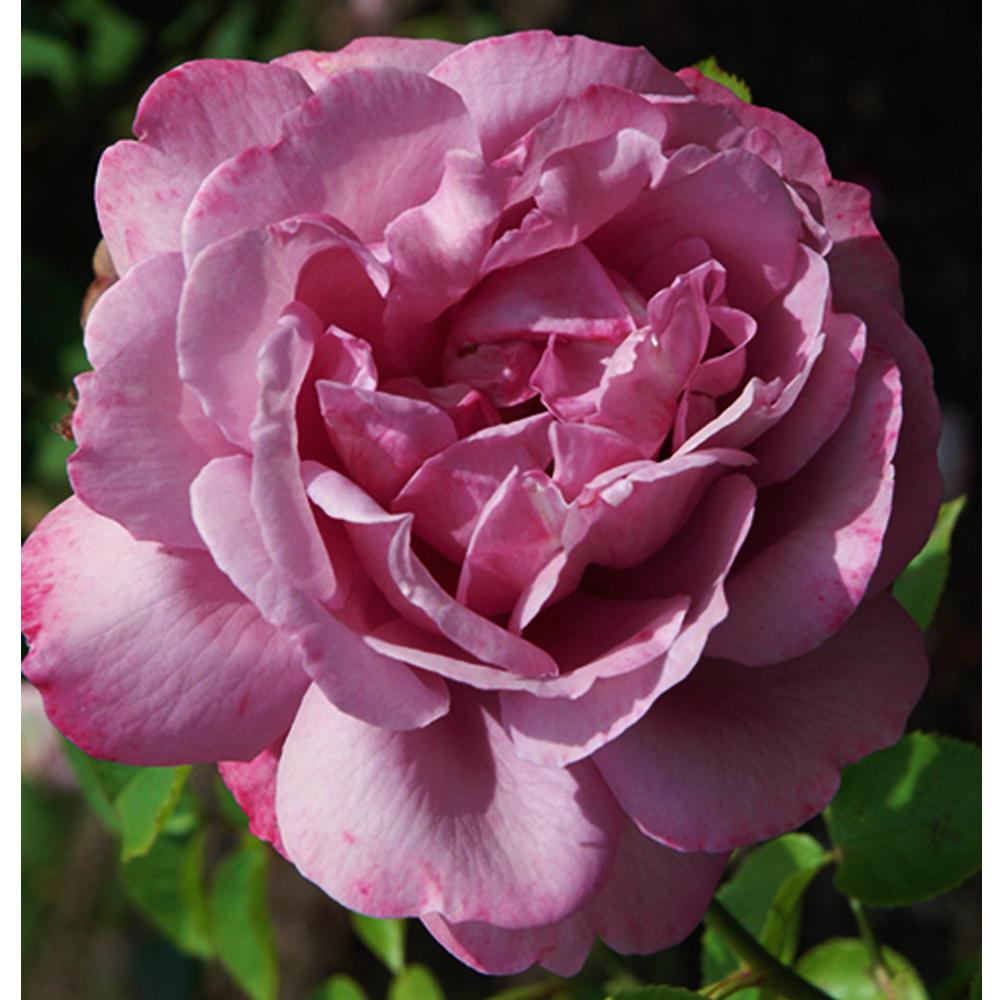 Mea Nursery Fragrant Heirloom Hybrid Tea Rose Plant with Mauve Flowers was $24.98 now $11.49 (54.0% off)