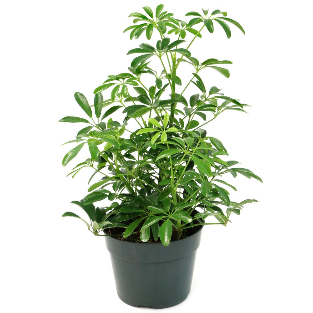 National Plant Network 6 in. Umbrella Plant Arboricola