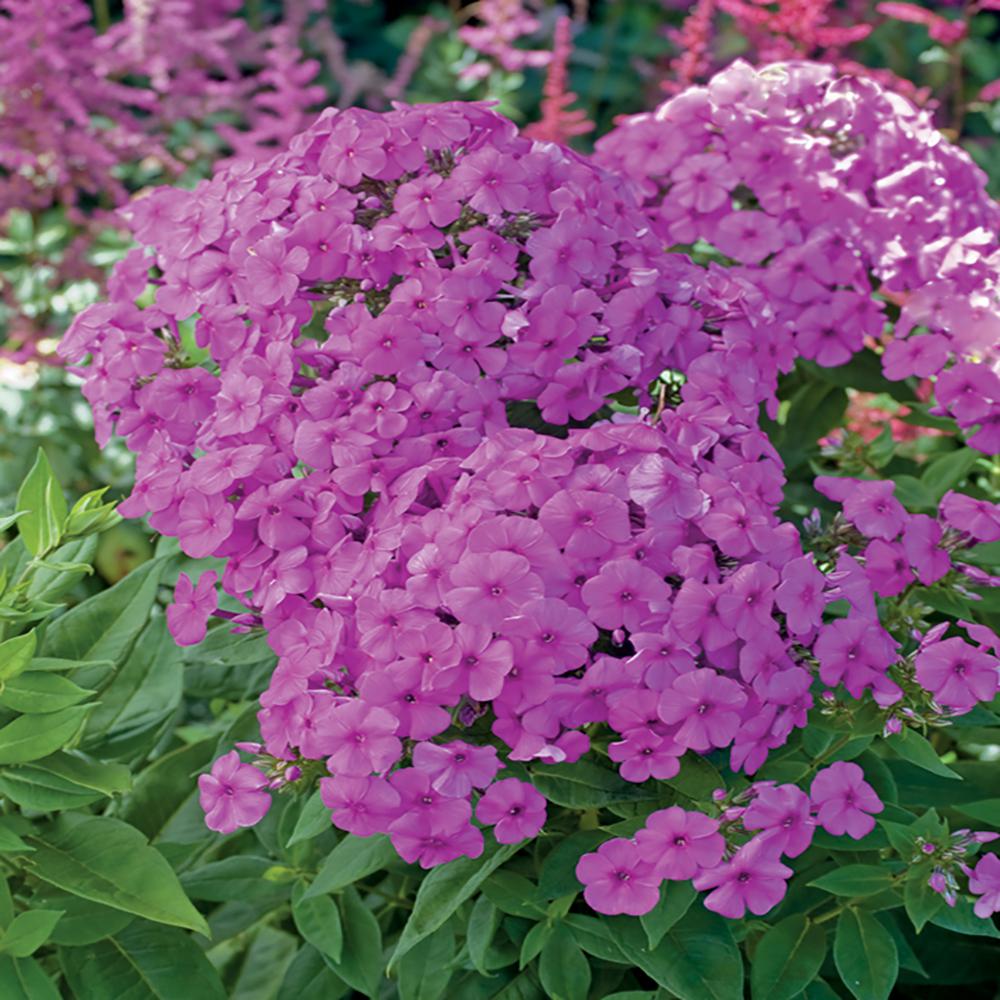 2.5 Qt. Flame Purple Phlox Plant-14136 - The Home Depot