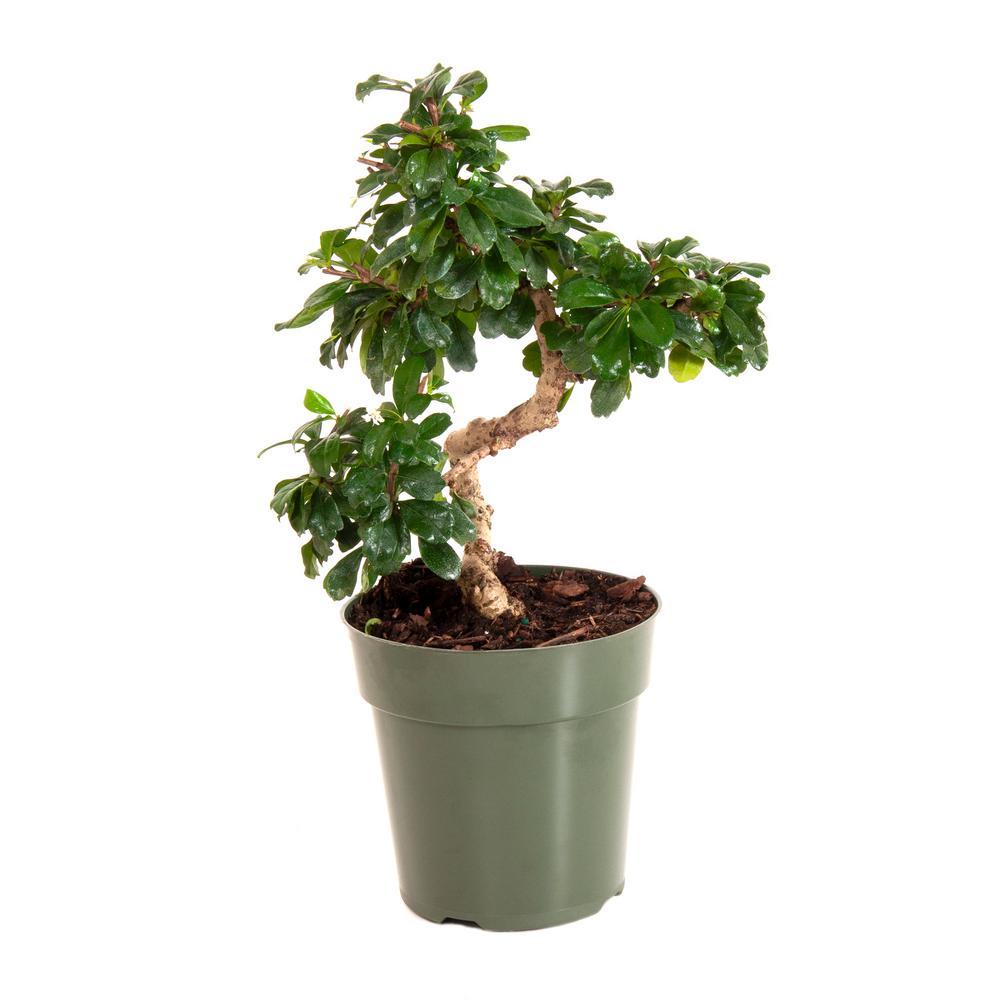 Fukien Tea in 6 in. Grower Pot26776 The Home Depot