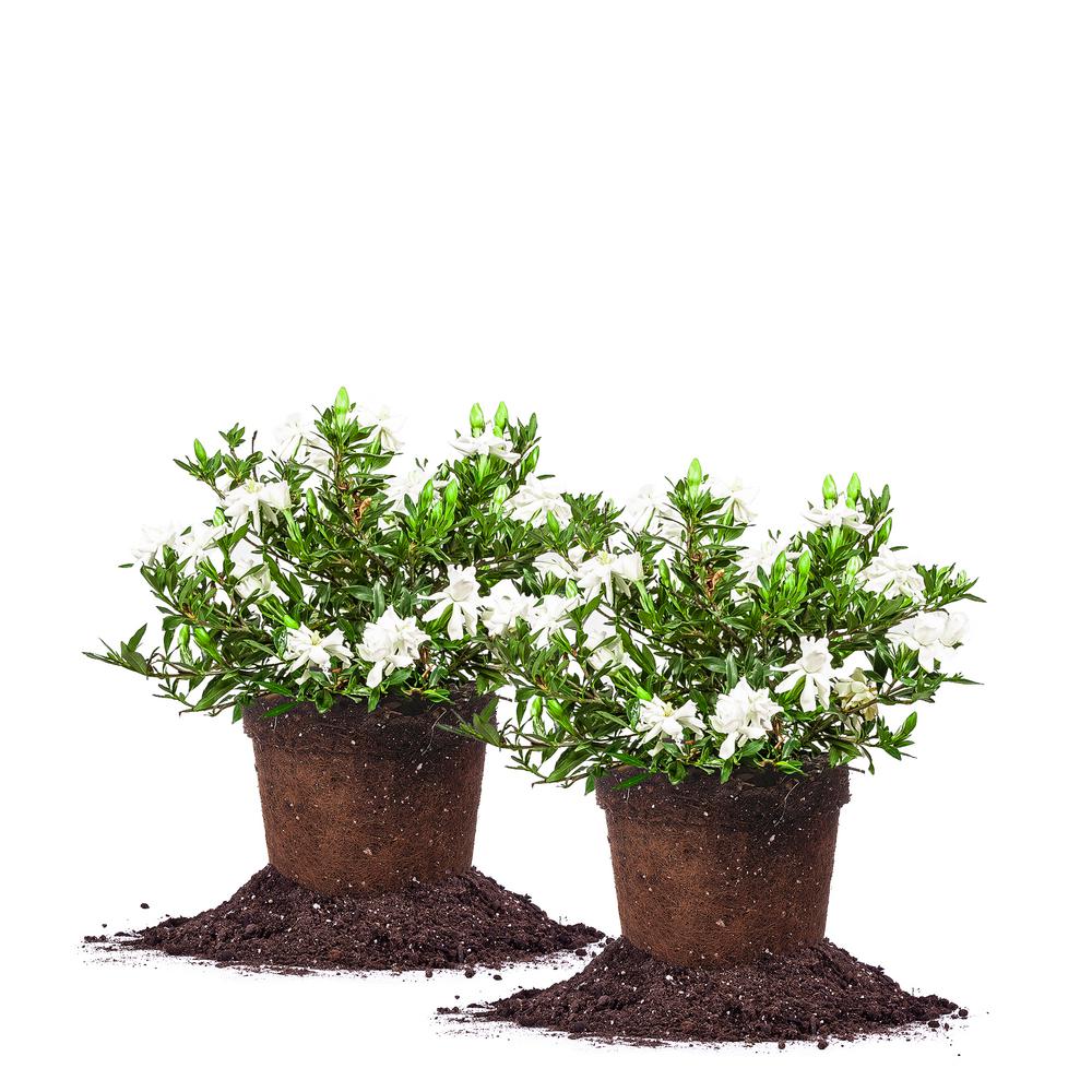 1 Radican Gardenia Shrub (2Pack)THD00029 The Home Depot
