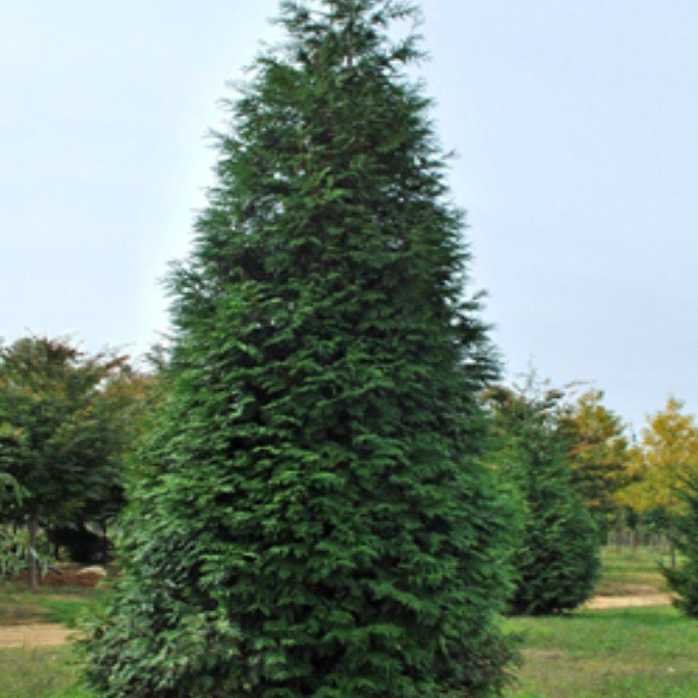 OnlinePlantCenter 1 Gal Green Giant Arborvitae Tree T131512 The