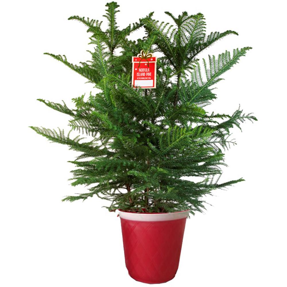 Real Christmas Trees - Christmas Trees - The Home Depot