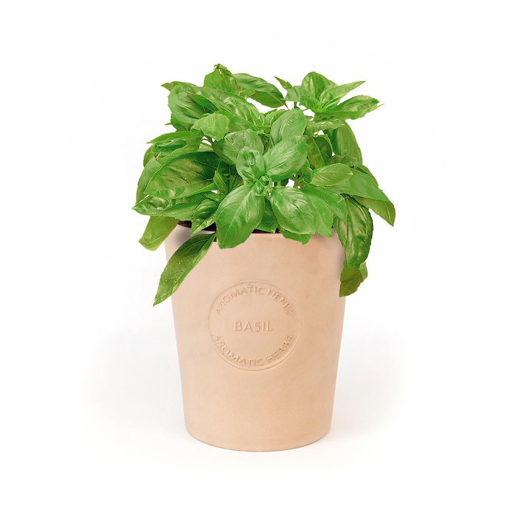 Organic Basil Seeds in Natural Clay Planter