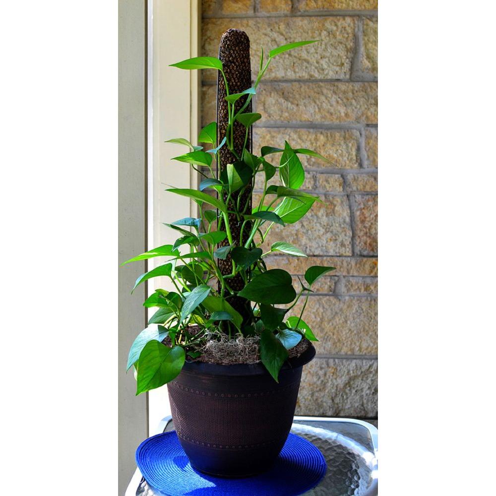 12 in. Totem Pole Plant Support indoor climbing plants Stake sphagnum