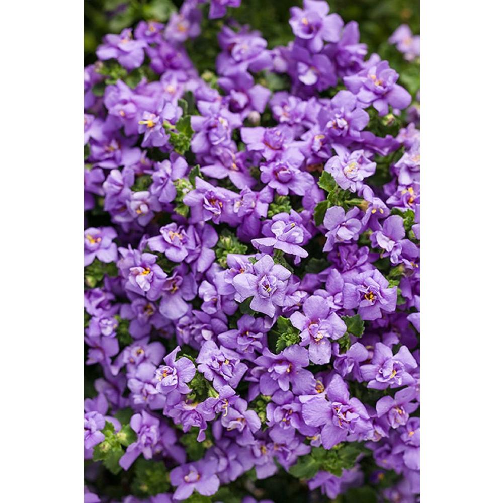 Proven Winners Snowstorm Blue Bubbles Bacopa Sutera Live Plant Proven Winners Snowstorm Blue Bubbles Bacopa Sutera Live Plant Lavender Flowers
