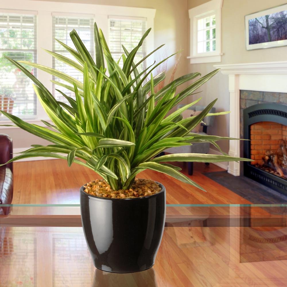National Tree Company 10 5 In Mini Dracaena Ras S39492lr 1 The