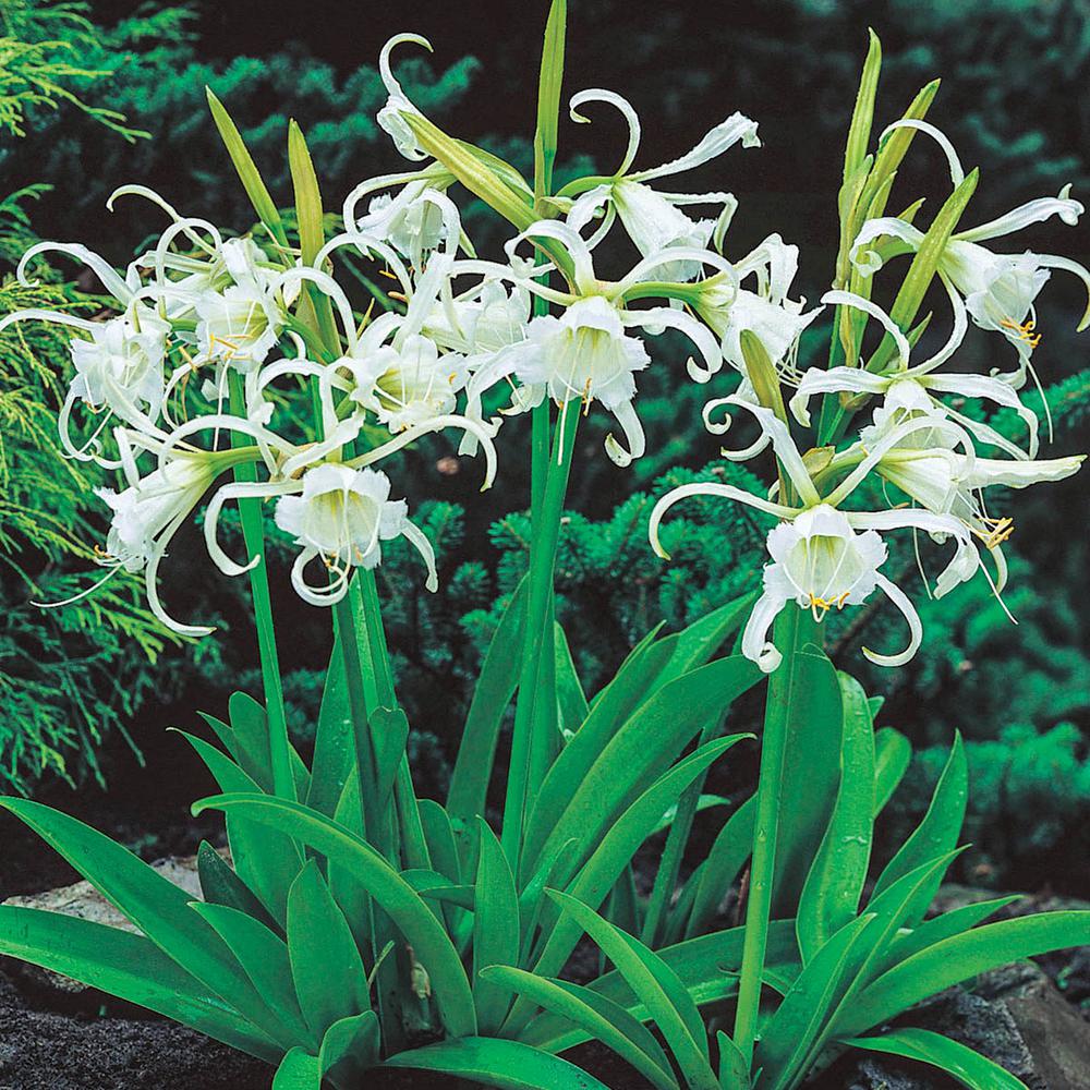 Daffodil Flower Bulbs Garden Plants Flowers The Home Depot White Peruvian Daffodils Hymenocallis Flowers Bulbs 3 Pack