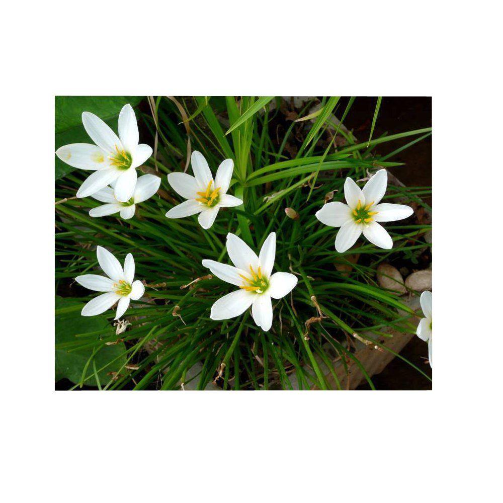 4 in. Potted Bog/Marginal Pond Plant White Rain LilyBP White Rain