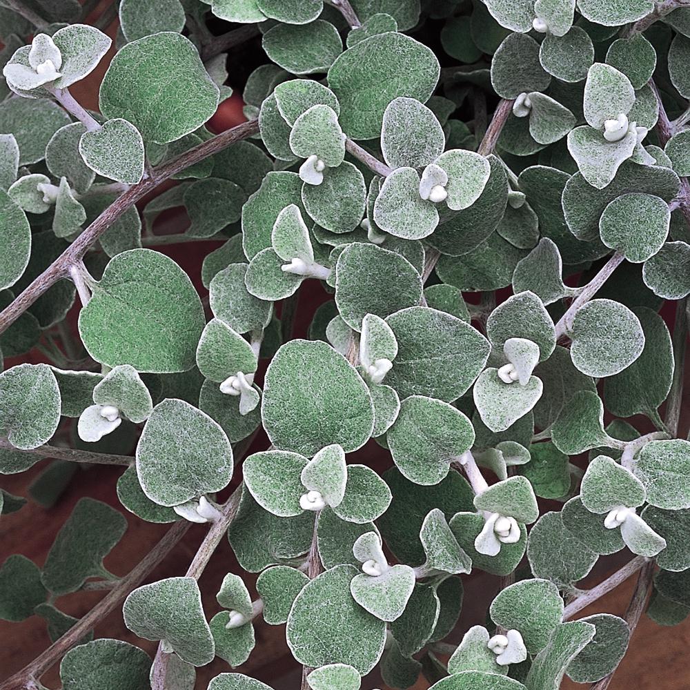 3.5 in. Everlasting Flowers Licorice Plant2439 The Home Depot