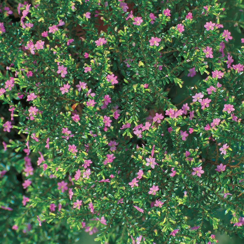 10 in. Lavender False Heather Plant7987 The Home Depot