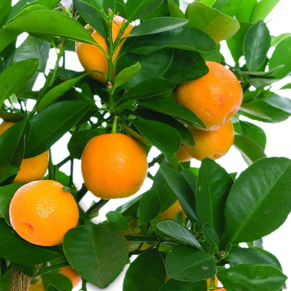 new year oranges with leaves bloomsz 1 year washington navel orange 06421 the new year oranges with leaves bloomsz 1 year washington navel orange 06421 the